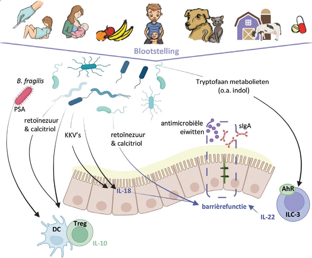 FIGUUR 1. Overzicht van belangrijke determinanten van het microbioom in de eerste levensjaren en van een aantal manieren waarop het microbioom en microbiële metabolieten het mucosale immuunsysteem beïnvloeden.